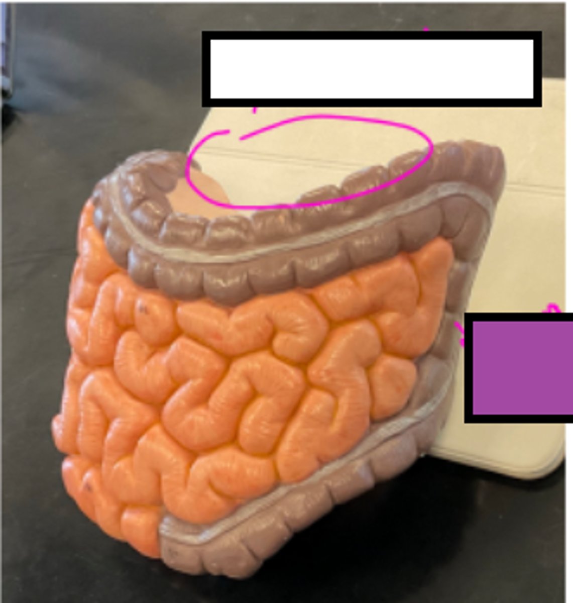 knowt flashcard image