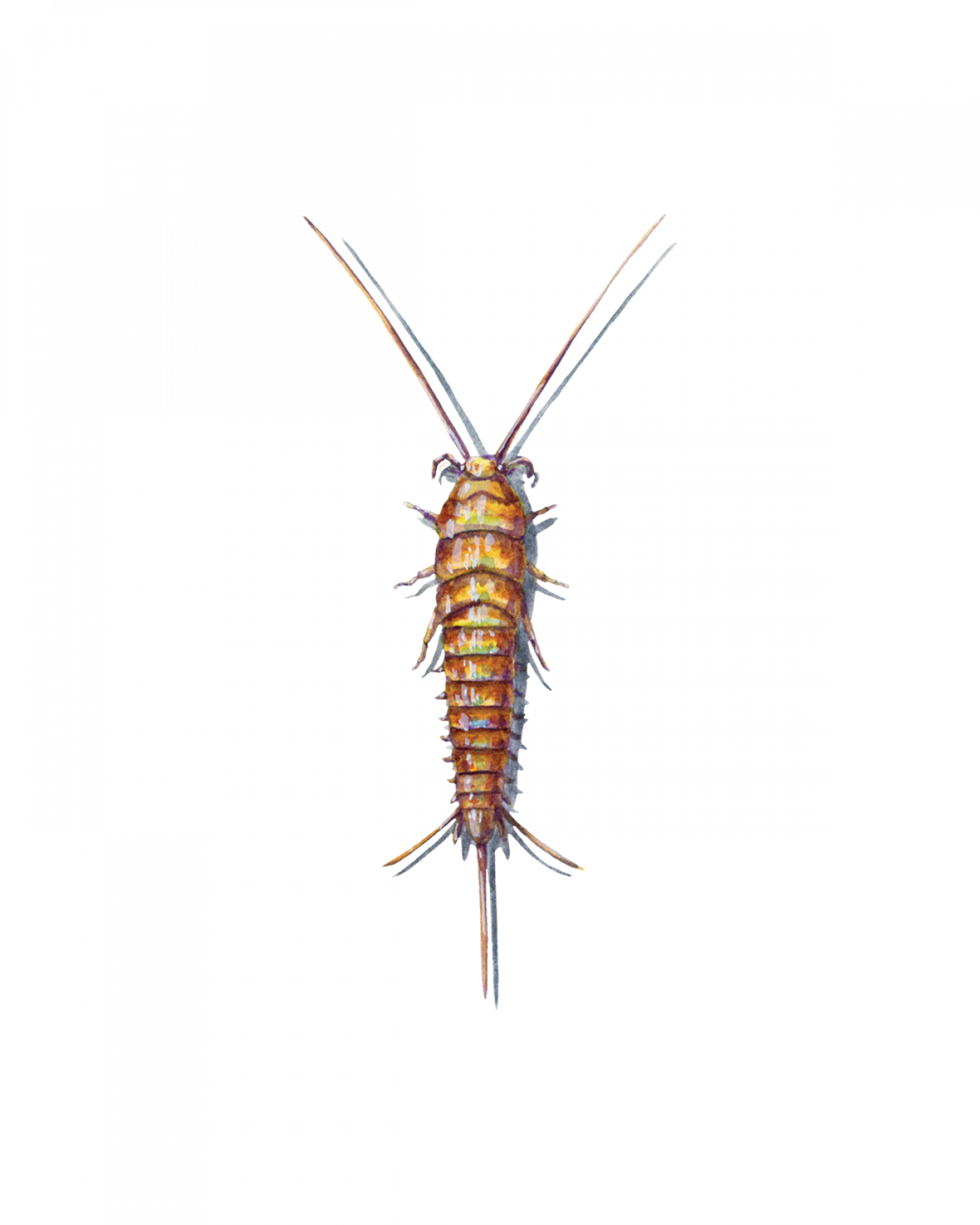 <p>bristletails</p>