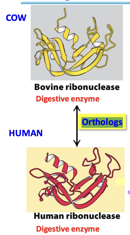 <p>homologs that are present within <u>different species</u> have <strong>similar functions</strong></p>