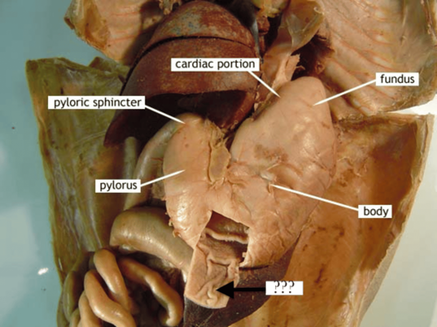 <p>folds in the stomach</p>