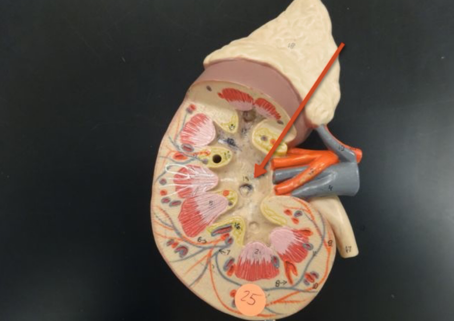 <p>Name the structure</p>