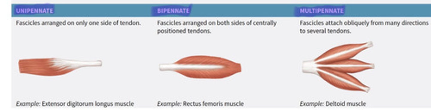 <p>Short fascicles whose tendons extend most of muscle</p><p>- Unipennate</p><p>- Bipennate</p><p>- Multipennate</p>