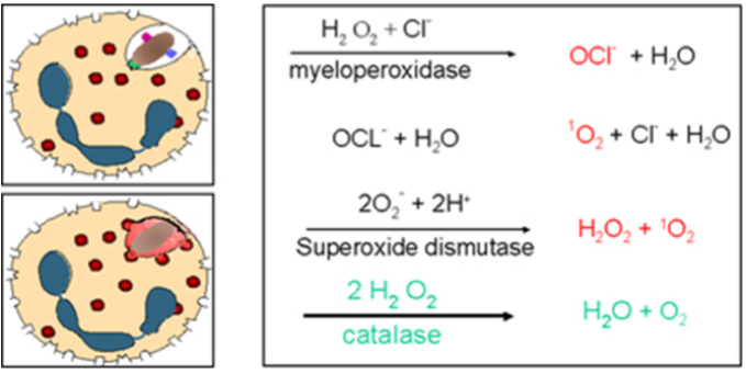 <p>enzyme found mainly in lysosomes in granulocytes and macrophages</p><p>kills bacteria and other pathogens by production of toxic hypochlorite(OCl-) and single oxygen(O2)</p>