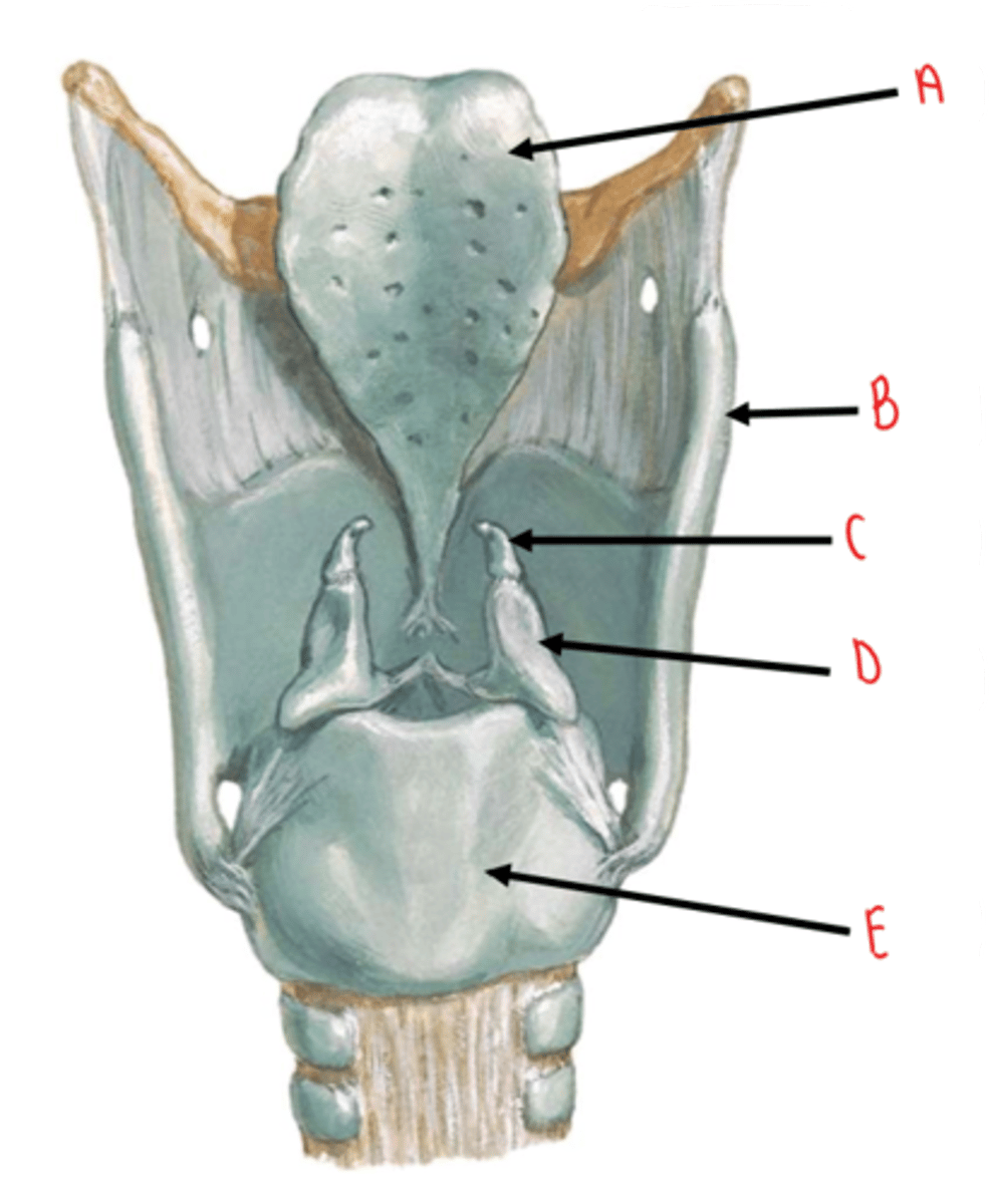 <p>identify A</p>