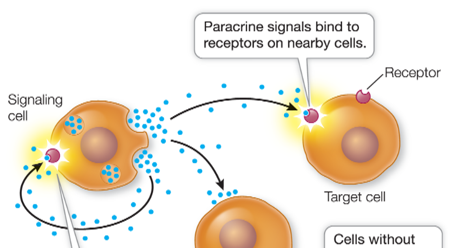 <p>is this example cell-to-cell signaling?</p><p><span><span>A signal between cells:</span></span></p><p><span><span>•Is produced by the signaling cell</span></span></p><p><span><span>•Conveys specific information</span></span></p><p><span><span>•The recipient is the receiver or target cell</span></span></p><p><span><span>The goal is to elicit a response in the target cell.</span></span></p><p></p>