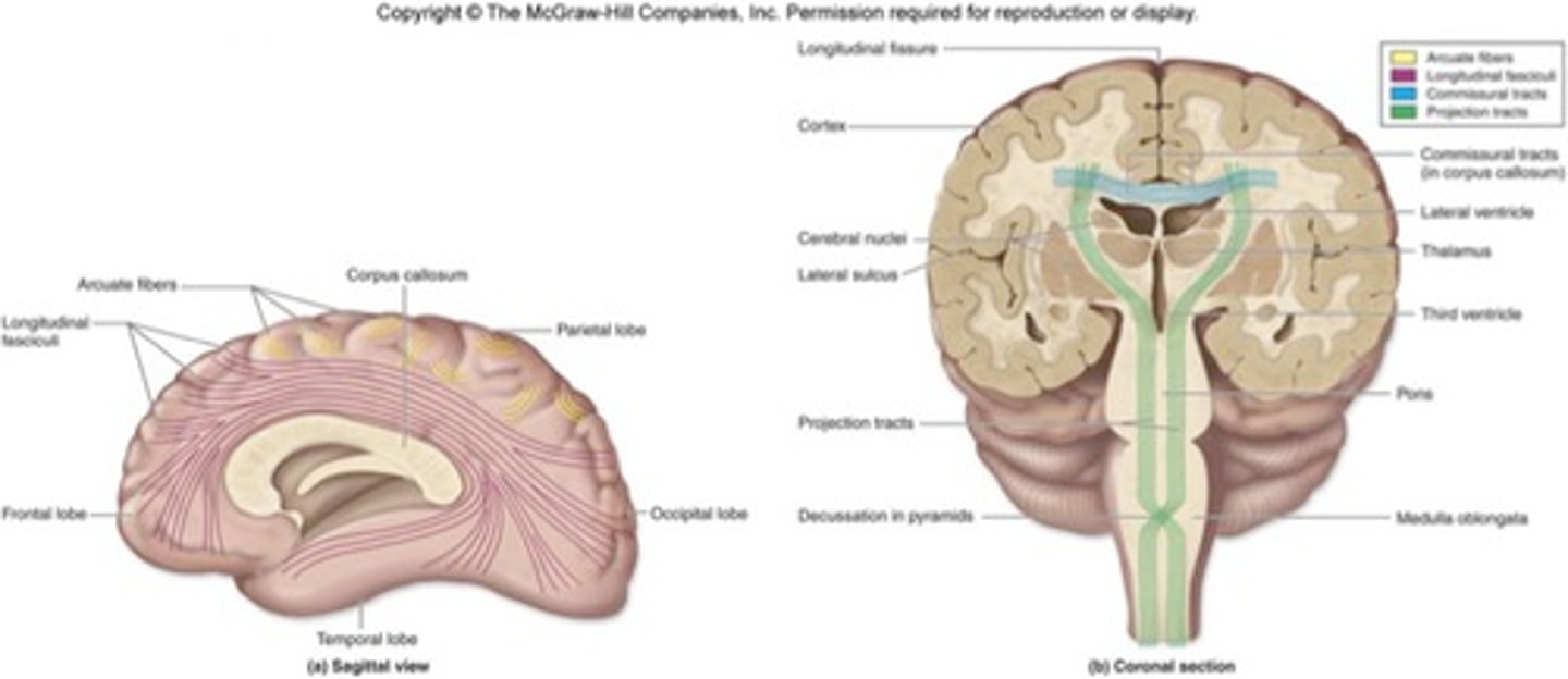 <p>Specific collections of nerve fibers that often share common function.</p><p>Three classifications:</p><p>- Association tracts</p><p>- Commissural tracts </p><p>- Projection tracts</p>