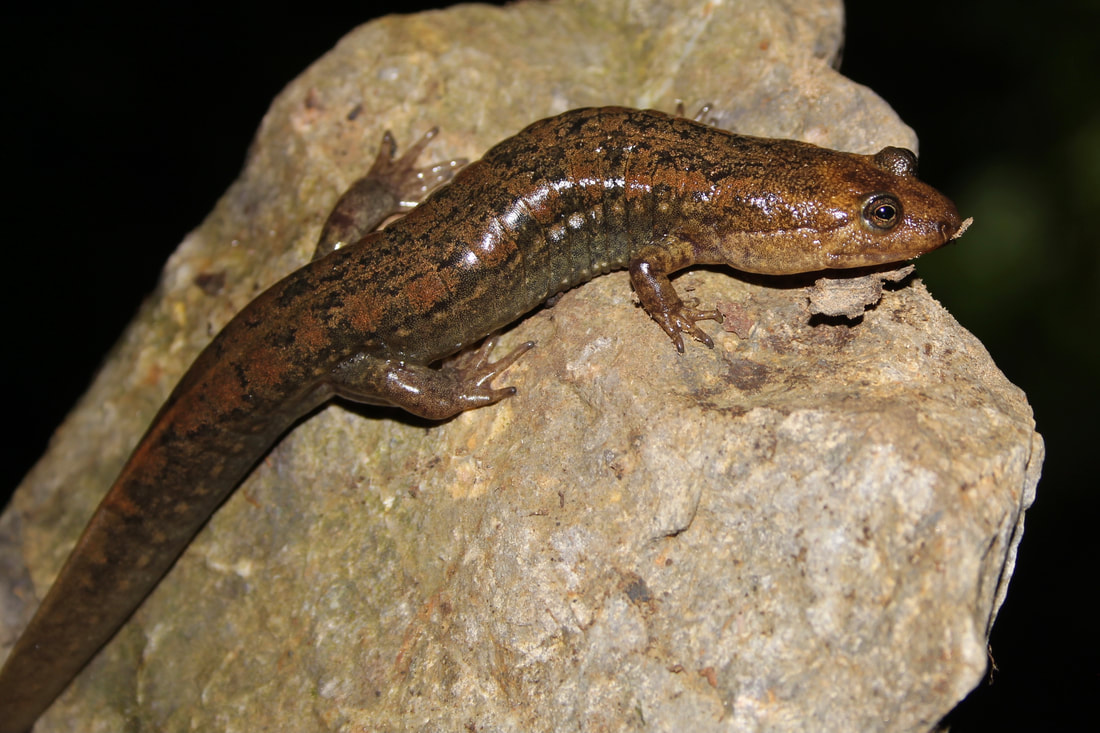 <p>Caudata : Plethodontidae : Plethodontinae</p>