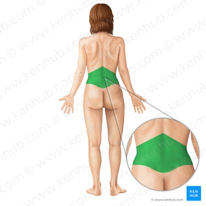 <p>Relating to the lower back region, specifically the five vertebrae (L1-L5) in the lower spine.</p>