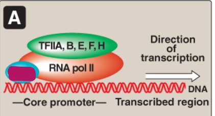 <p>Label this section of the core promoter site.</p>
