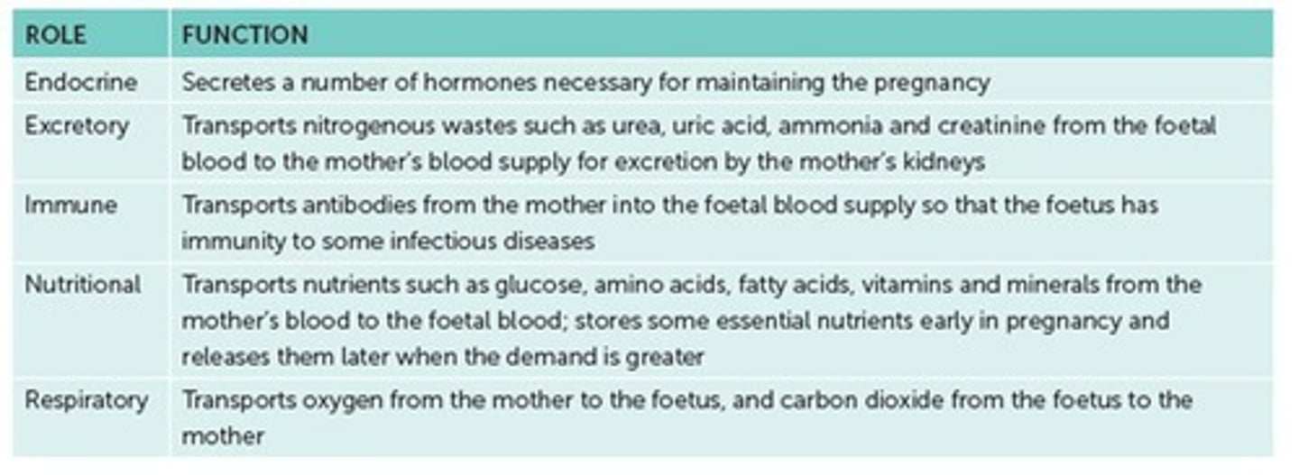 <p>A combination of foetal and maternal tissues, it develops from the chorion, consists of chorionic villi for nutrient exchange, and becomes the main source of nutrition by week 12.</p>