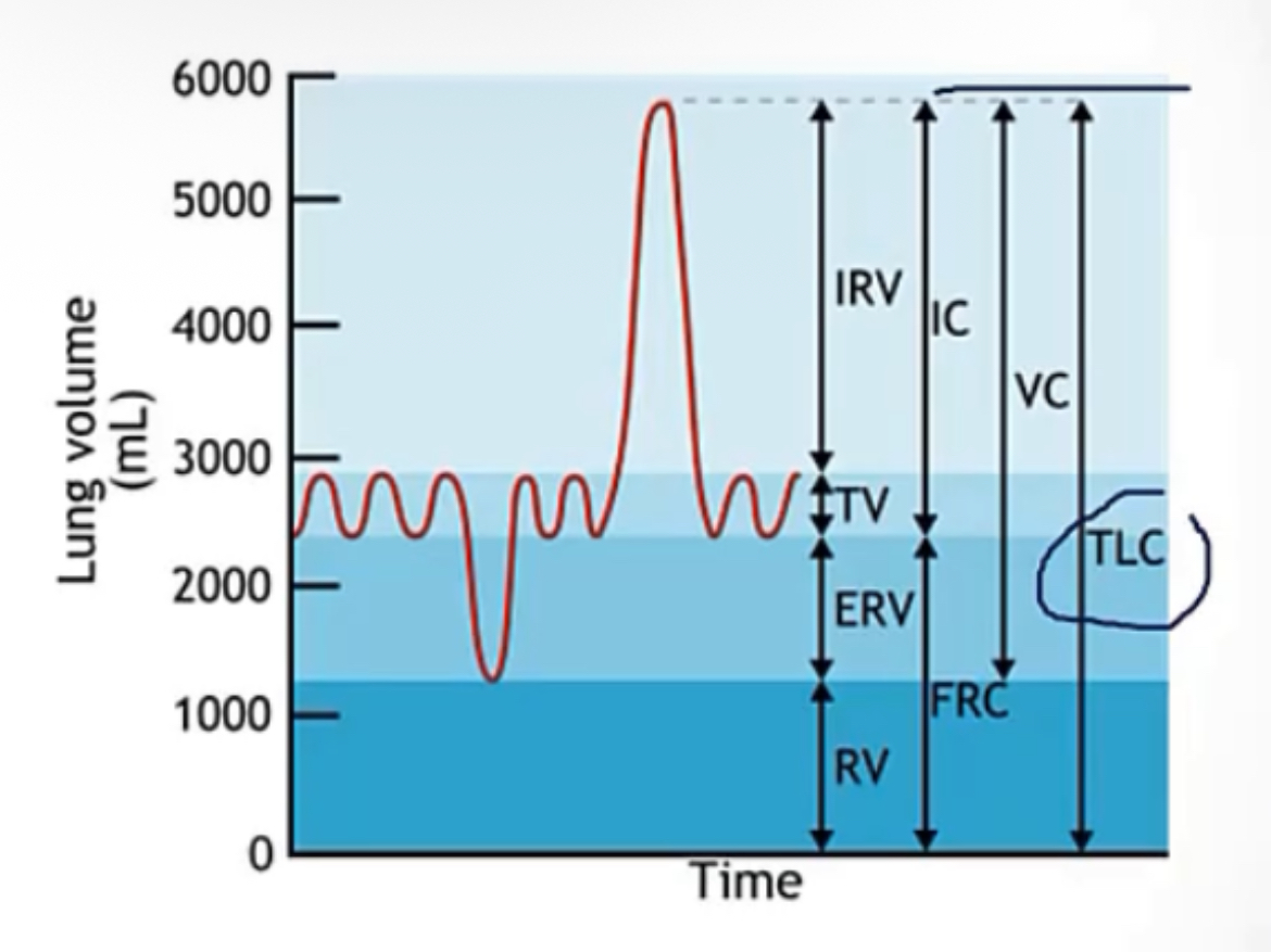 <p>Tidal volume(TV)</p><p>-air in/out with each quiet breath</p><p></p><p>Expiratory reserve volume(ERV)</p><p>-extra air pushed out with force, beyond the tidal volume(the residual volume will remain in the lungs)</p><p></p><p>Inspiratory reserve volume(IRV)</p><p>-extra air drawn in with force, beyond the tidal volume(lungs filled to capacity)</p><p></p><p>Residual volume(RV)</p><p>-air that cannot be blown out of the lungs, no matter what</p><p></p><p>Total lung capacity(TLC)</p><p>-sum of all volumes(RV + ERV + IRV + TV)</p><p></p><p>Inspiratory capacity</p><p>-the most air that you can inspire(TV + IRV)</p><p></p><p>Vital capacity</p><p>-the most air that you can exhale(TV + IRV + ERV)</p><p></p><p>Functional residual capacity</p><p>-residual volume after a quiet expiration(RV + ERV); volume when the system is relaxed</p><p>-zero</p>