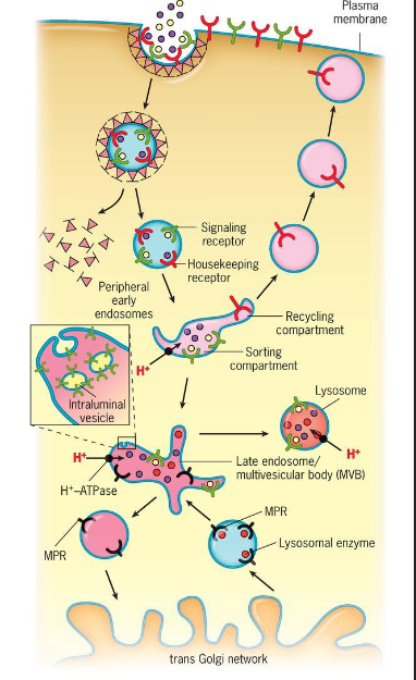 <ol><li><p>Receptors taken up by endocytosis are transported in vesicles to <u>early endosomes which serve as a sorting station</u> that direction different types of receptors and ligands along different paths</p></li><li><p>Pathway:</p><ol><li><p>The movement of materials from the extracellular space to early endosomes where sorting occurs</p></li><li><p>Endocytosis of two types of receptor-ligand complexes:</p><ol><li><p>LDL receptors are typically sent back to the plasma membrane</p></li><li><p>Ligands are transferred to late endosomes</p></li></ol></li><li><p><u>Signaling receptors like the EGF receptor is typically transported to late endosomes along with their ligands</u>.</p></li></ol></li></ol><ul><li><p><u>Late endosomes</u> also receive newly synthesized lysosomal enzymes from the TGN. These enzymes are carried by mannose 6-phosphate receptors (MPRs), which return to the TGN. The contents of late endosomes are transferred to lysosomes by a number of routes.</p></li><li><p>Early endosomes</p><ul><li><p>Change pH, sorting compartment (receptors that go back to the surface vs other receptors that aren’t), the molecules that are taking in go further, eventually, it gets to the late endosomes</p></li></ul></li><li><p>Endosomes</p><ul><li><p>Membrane compartments</p></li></ul></li></ul>