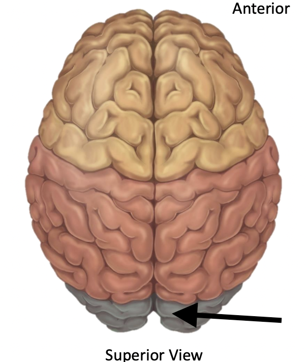 <p>Name the lobe</p>