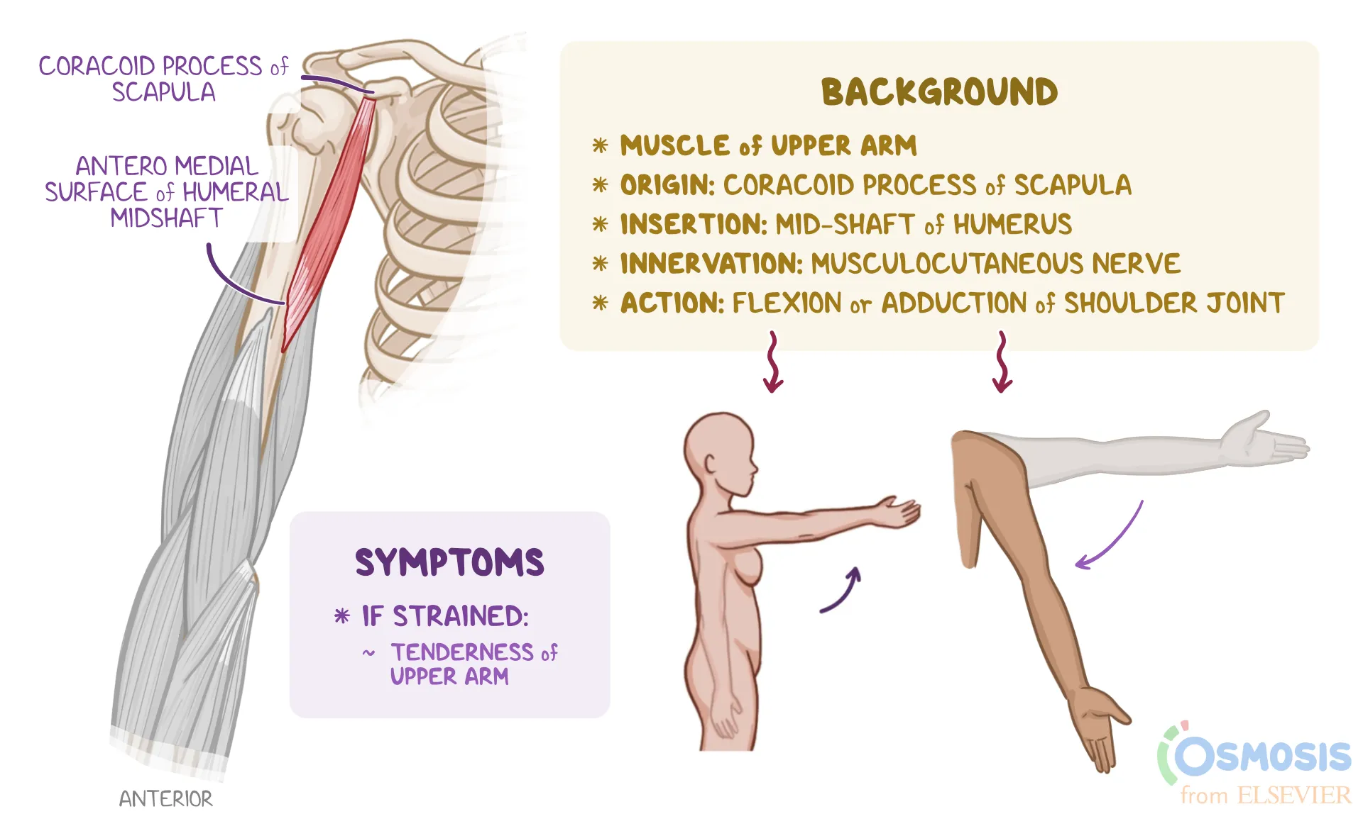 <ul><li><p>shoulder flexion </p><p></p></li></ul><p></p>