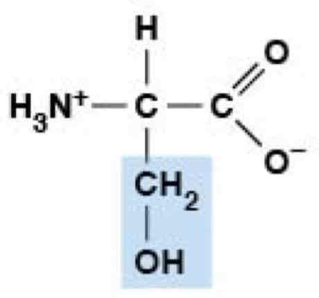 <p>Polar, Uncharged (Hydrophilic)</p>