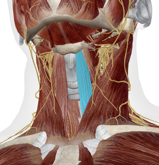 <p>Identify this muscle</p>