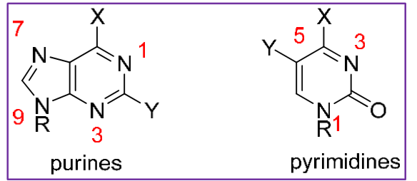 <p>We know DNA is a nucleophile and is made of purines and pyrimidines. Does each nitrogen in DNA have the same nucleophilicity? </p>