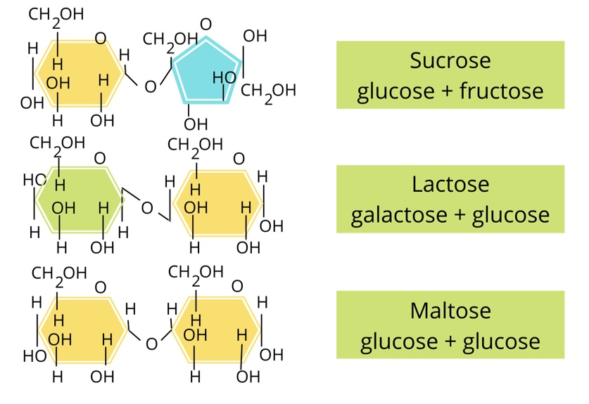 <p>How is a disaccharide formed?</p>