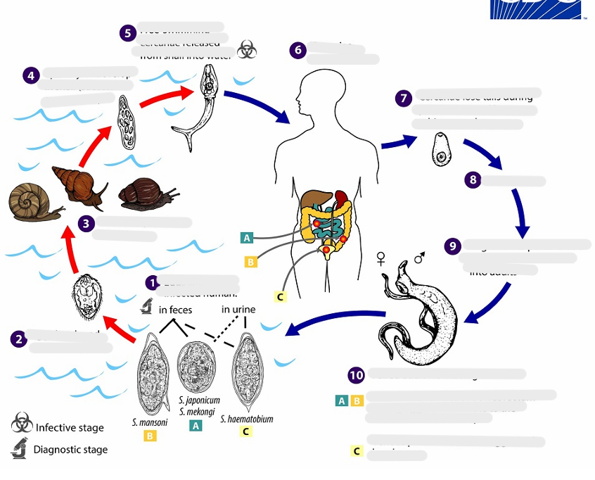<p>Summary of Life Cycle</p><ol><li><p>Egg ___</p></li><li><p>Egg hatch and release <strong>_</strong></p></li><li><p>____ Penetrate the snail tissue</p></li><li><p>developed in snail (successive generation</p></li><li><p>Free swimming <strong>_</strong> released from snail into water.</p></li><li><p><strong><em>_</em></strong>penetrate skin</p></li><li><p>___Lose tail and become _.</p></li><li><p>Circulate</p></li><li><p>Migrate to and maturation to adult</p></li><li><p>Paired adult worm migrate to <em>that circulate to the liver and shred in </em>_<br> of bladder: egg shred in <strong>_</strong>.</p></li></ol><p></p>