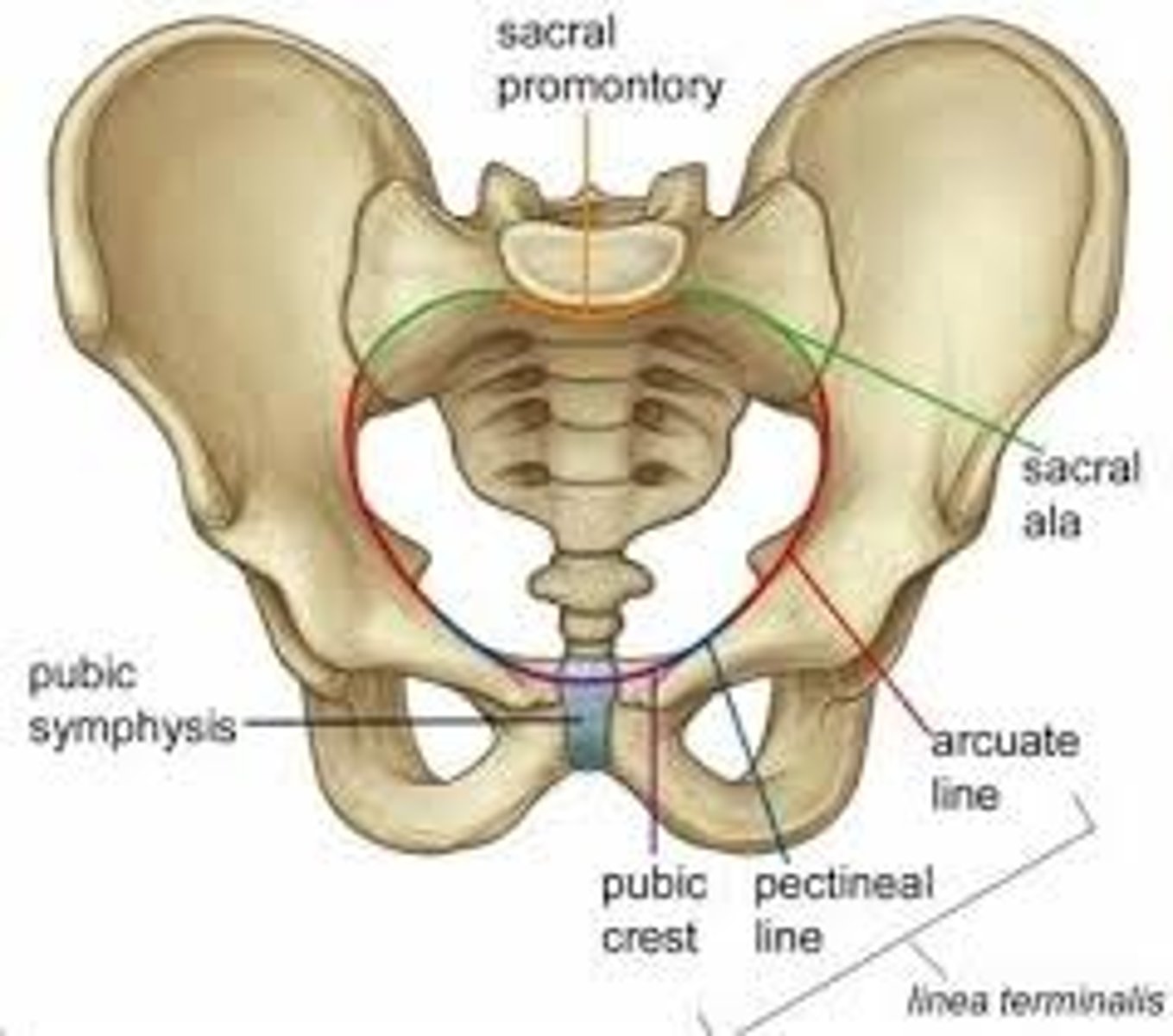 <p>a line from the sacral promontory to the upper part of the pubic symphysis</p><p>the junction between the greater and lesser pelvis</p>