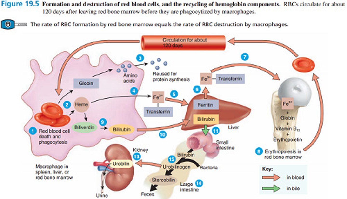 <p>*Globin, a protein, is recycled to amino acids for reuse.</p><p>* Iron (FE3+) is carried by Transferrin to the liver where it is kept as Ferritin; if it is needed, it is carried by Transferrin to Red Bone Marrow for incorporation into new red blood cells.</p><p>*Heme (pigment) is converted to Bilirubin in the Liver where it assists with bile which helps with digestion in the small intestines.</p>