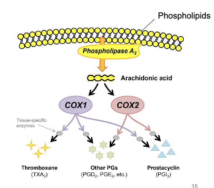 <p>COX-1 and COX-2</p>