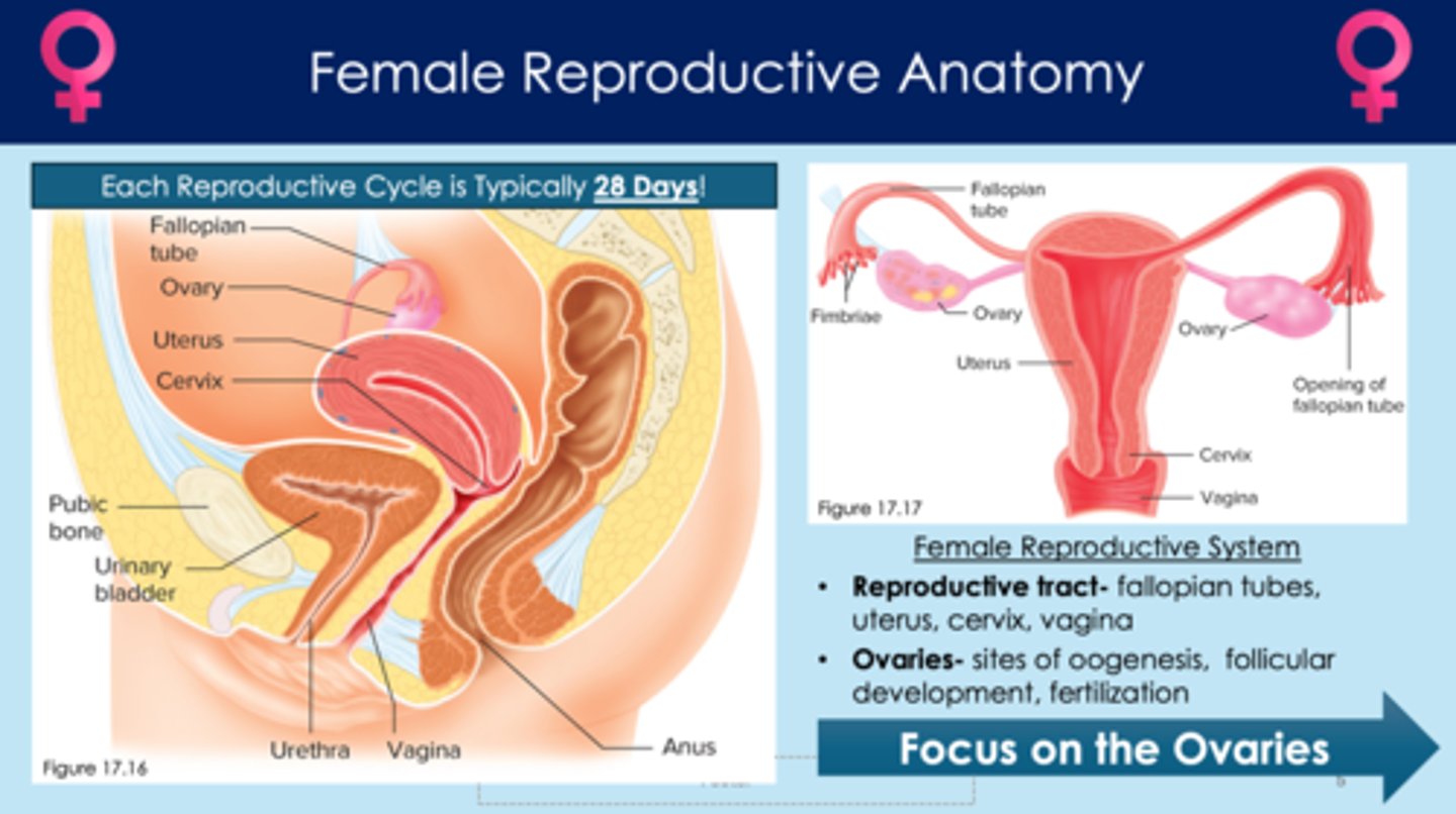 <p>1. fallopian tubes</p><p>2. uterus</p><p>3. cervix</p><p>4. vagina</p><p>5. ovaries</p>