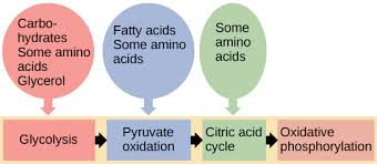 <p>Different metabolic routes connect carbohydrate, protein, and fat metabolism.</p>