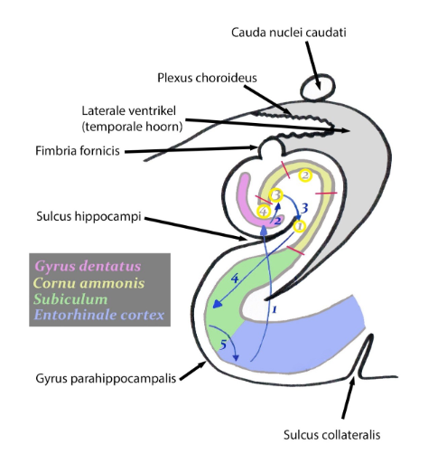 <p>→ verwerkingsstations binnen hippocampale formatie (gyrus dentatus, hippocampus, subiculum &amp; entorhinale cortex)</p><p>→ eenvoudig circuit: uit seriële ketting van neuronen</p><ul><li><p>informatie komt binnen in hippocampus via perforant path</p><ul><li><p>perforant path: neuronen van entorhinale cortex naar korrelcellen van gyrus dentatus</p><ul><li><p>entorhinale cortex: associatiecortex van reukindrukken</p><ul><li><p>6-lagig, maar beschouwd als overgangscortex (allocortex)</p></li></ul></li></ul></li><li><p>axonen van korrelcellen in gyrus dentatus maken synaps met dendrieten van piramidale cellen van CA3-sector van hippocampus</p><ul><li><p>axonen = mosvezels (mossy fibers)</p></li></ul></li><li><p>piramidale cellen van CA3 zenden axonen naar fornix &amp; collateralen naar CA1</p><ul><li><p>collateralen naar CA1 = Schäffer-collateralen</p><ul><li><p>maken synaps met piramidale cellen van CA1-sector</p></li></ul></li></ul></li><li><p>CA1-piramidale cellen: projecteren naar subiculum</p></li><li><p>neuronen van subiculum: projecteren naar entorhinale cortex</p><ul><li><p>vanuit entorhinale cortex dan perforant path naar gyrus dentatus</p></li></ul></li></ul></li><li><p>intrinsieke connecties: vormen gesloten lus &amp; continue pathway:</p><ul><li><p>begint in entorhinale cortex, dan doorheen hippocampus &amp; terug naar entorhinale cortex</p></li><li><p>belangrijke rol in kortetermijngeheugen</p></li><li><p>stimulatie van perforant path, mossy fibers &amp; Schäffer-collateralen: long-term potentiation (LTP)</p><ul><li><p>= vergemakkelijken van excitatorische synaptische transmissie naar granulaire cellen van gyrus dentatus, piramidale cellen van CA3 &amp; piramidale cellen van CA1</p></li></ul></li></ul></li></ul><p></p>