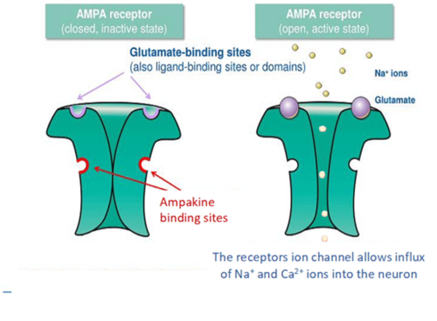 <p>- Mediates fast glutamatergic transmission<br>- Activity causes depolarization<br>- Permeable to cations in active state<br>- Primarily causes influx of sodium<br>- Absence of GluA2 subunit also causes AMPAR to permit calcium influx</p>
