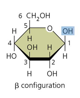 <p>Why way do Beta bonds point? Example?</p>