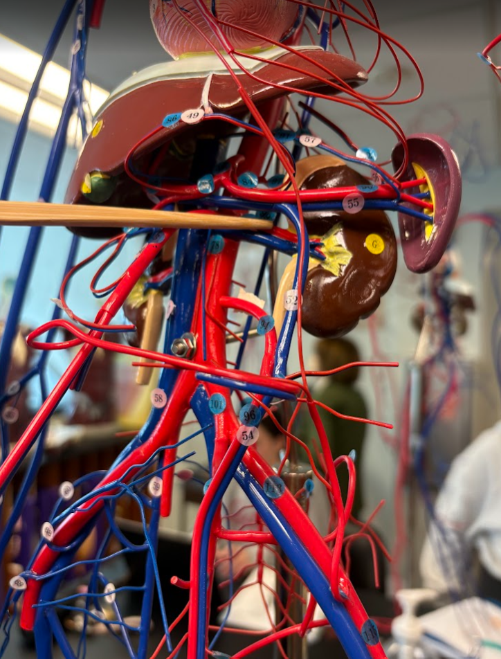 <p>Renal artery</p>