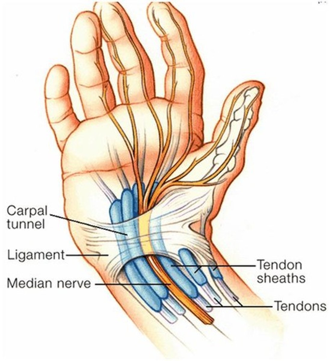 <p>carpus/wrist</p>