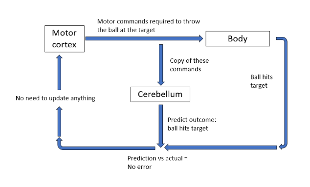 <ul><li><p>need to throw a ball at target</p></li><li><p>a signal activates muscles = move limbs to throw</p></li><li><p>a copy of the motor command that goes to the body also goes to the cerebellum (so it knows what we about to do) = efference copy</p></li><li><p>when the ball hits target - sensory input goes to cerebellum = it can compare predicted vs actual movements</p></li><li><p>if there’s a match = no learning needs to take place</p></li><li><p>if you miss = mismatch = error signal which drives cerebellum to update motor command = changes next movements = compensates so next time get closer to target</p></li></ul><p></p>