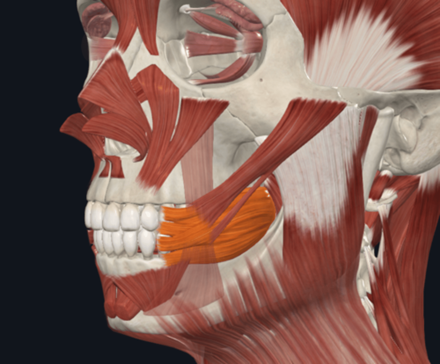 <p>Where is the attachment of the Buccinator muscle what is its function? What muscle is it deep to?</p>