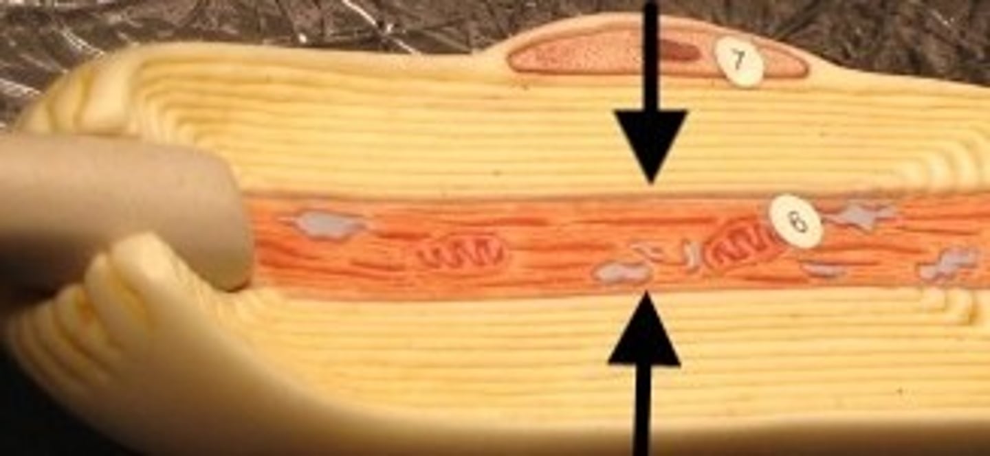 <p>axis, central line, axon</p>