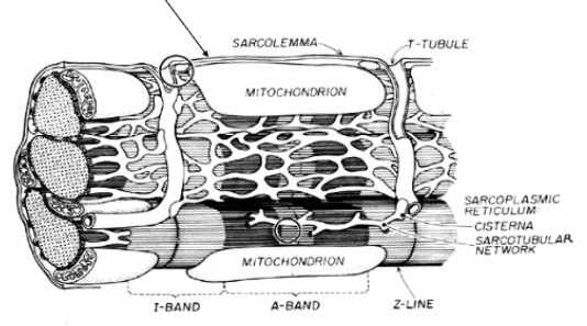 <ol start="6"><li><p>interdigitation, transverse</p></li><li><p>larger, more</p></li><li><p>reduced, reticulum</p></li></ol><p></p>