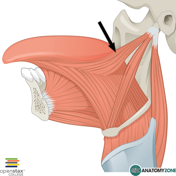 <p>Extrinsic tongue m. involved in elevation and retraction</p>