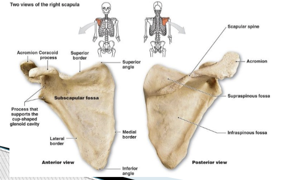 <p>spine of scapula, acromion process, sub scapular fossa, coracoid process</p>