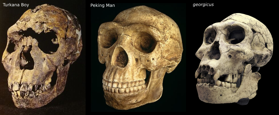 <p><span><em>Homo erectus</em></span></p>
