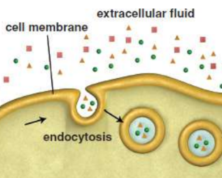 <p>when the cell membrane invaginates and engulfs material to bring it into the cell; encased in a vesicle</p>