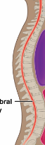 <p>The body cavity housing the spinal cord, part of the dorsal body cavity.</p>