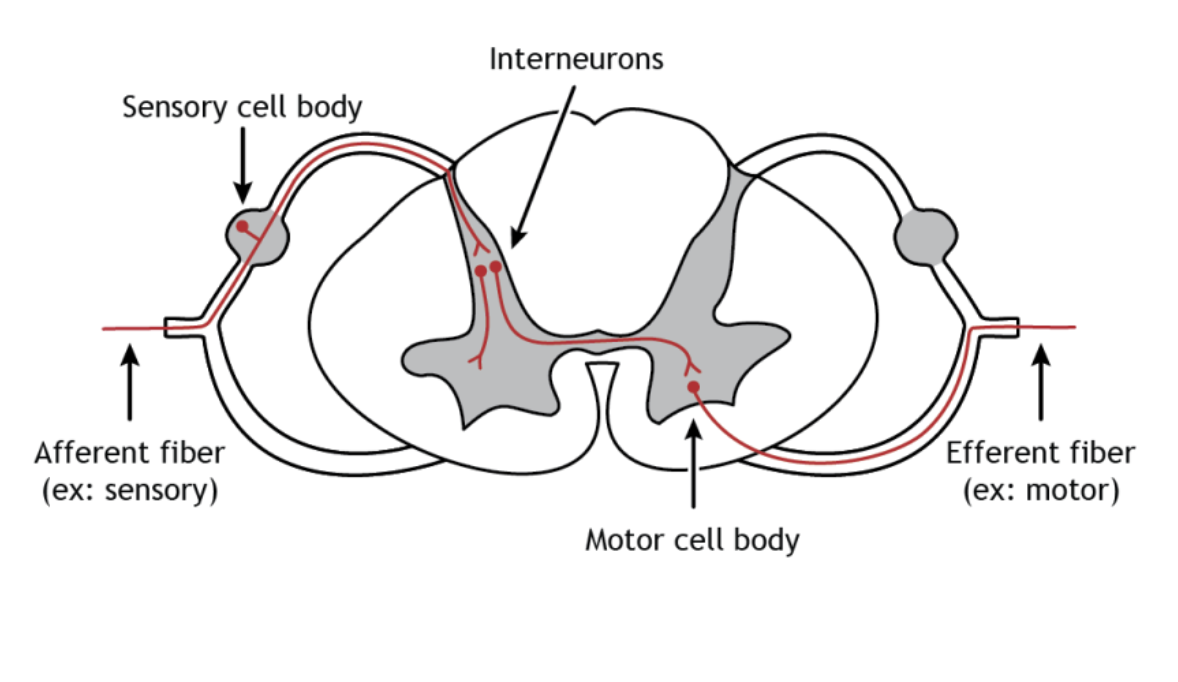 <ul><li><p>Afferent neurons (sensory)</p></li><li><p>Sensory cell body </p></li><li><p>Interneurons </p></li><li><p>Motor cell body</p></li><li><p>Efferent neurons (motors)</p></li></ul><p></p>