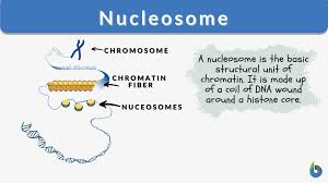 <p>DNA wrapped around a single <strong>histone</strong>, the building block of <strong>chromatin</strong></p>