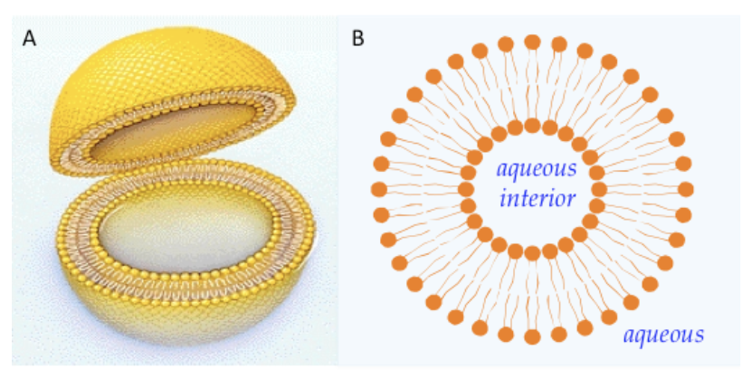 <p><span style="background-color: transparent; font-family: &quot;Proxima Nova&quot;, sans-serif;">Small membranous sacs that store materials or transport/secrete materials around/out of cells</span></p>