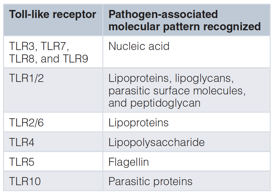 <p>On retrouve 10 TRL chez l’humain </p><p>Ils ont été identifiés chez la drosophiles avec des TLR muté entrainant une malformation et incapacité des drosophiles à combattre une infection contre les levures </p><p>Les TLR ne sont pas tous au m̂ endroit, certains sont membranaires (1, 2, 4, 5, 6 et 10) et some endosomales (3, 7, 8 ,9) en sachant que ces derniers reconnaissent les AN </p>