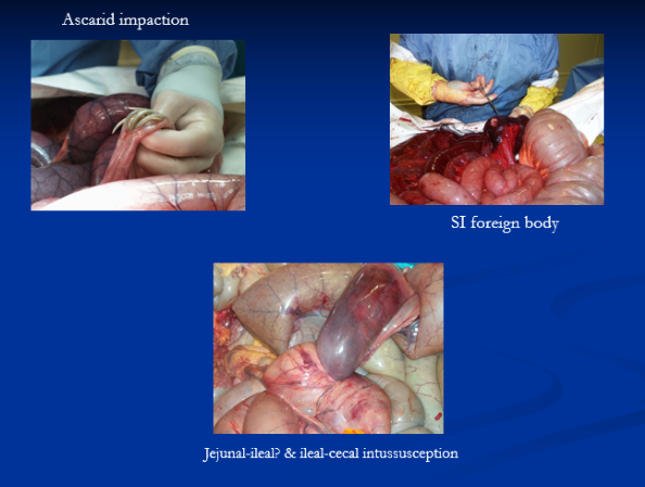 <p><span style="background-color: transparent;">Intussusceptions & Intestinal Adhesions</span></p>