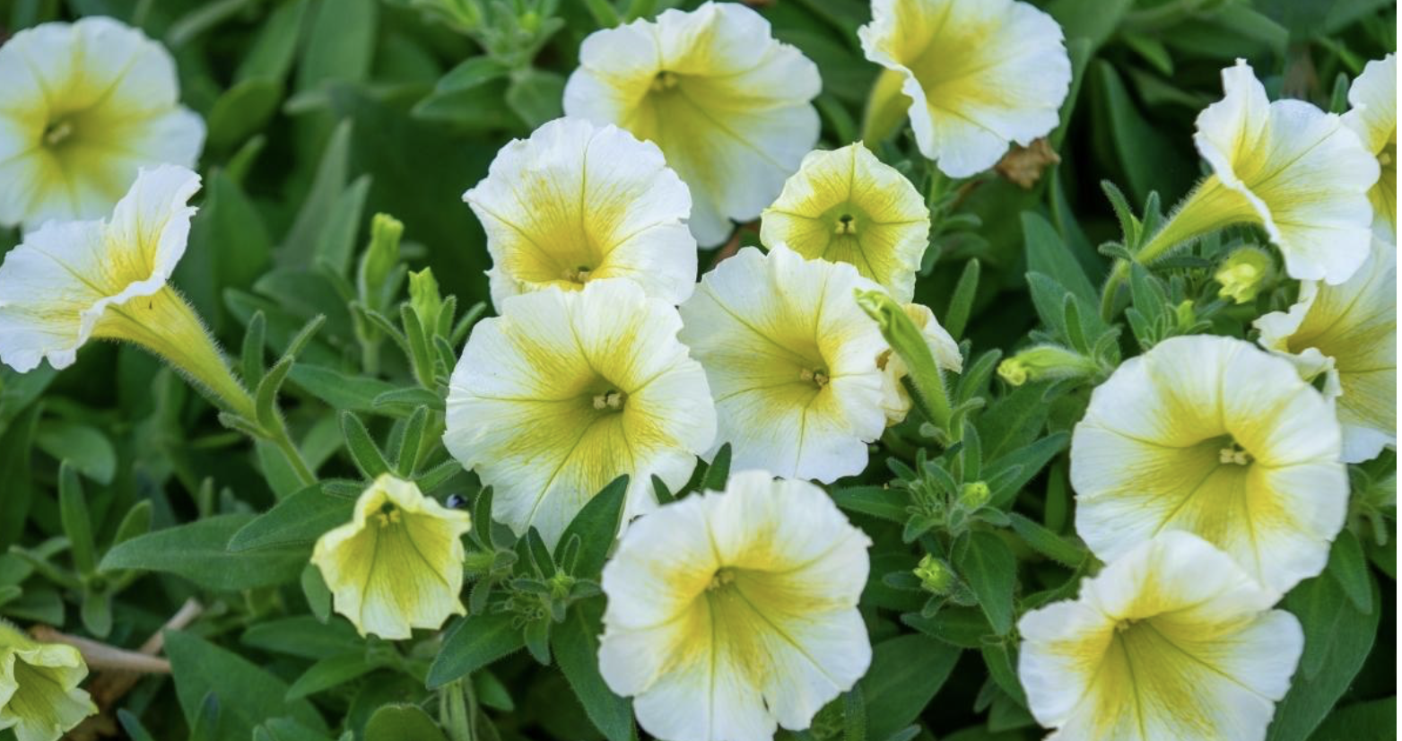 Flower 207 