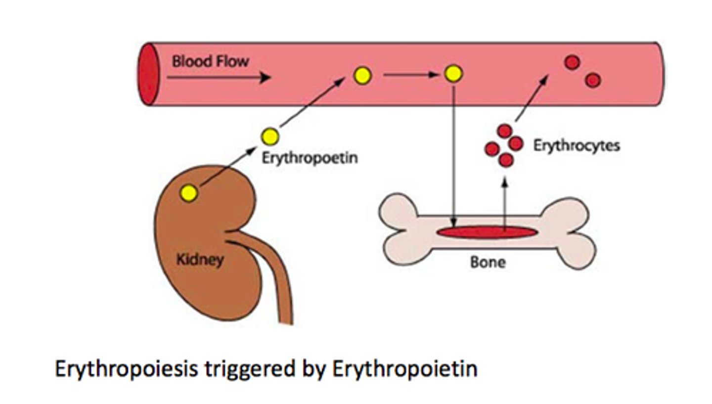 <p>A hormone produced and released by the kidney that stimulates the production of red blood cells by the bone marrow.</p>