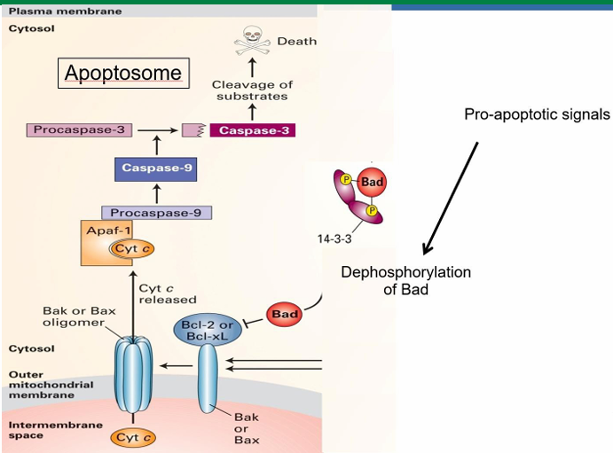 <ul><li><p>Mammalian cell apoptotic signal is called Bad</p></li><li><p>It’s inactive while phosphorylated and bound to 14-3-3&nbsp;</p><ul><li><p>14-3-3 is a cytosolic adaptor protein</p></li></ul></li><li><p>Signalling pathways allow dephosphorylation of Bad</p></li><li><p>It then releases from 14-3-3</p></li><li><p>It then binds to Bcl-2 on mitochondria</p></li><li><p>This activated Bcl-2 to allow for Bax to be activated&nbsp;</p></li><li><p>Bax aggregated into clusters in the membrane to make pores&nbsp;</p></li><li><p>Pores increase membrane permeability&nbsp;</p></li><li><p>Allows release of mitochondrial proteins into cytosol </p></li><li><p>This includes cytochrome C which is essential in forming mammalian apoptosome </p></li></ul><p></p>